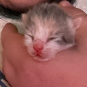 Meet your Posher, Finnegan